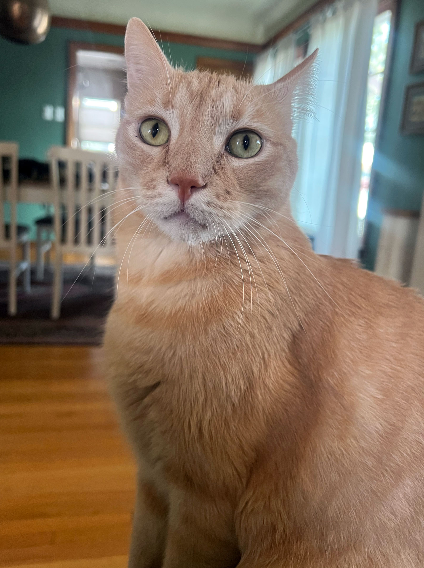 Mr. Henry is an orange kitty!
