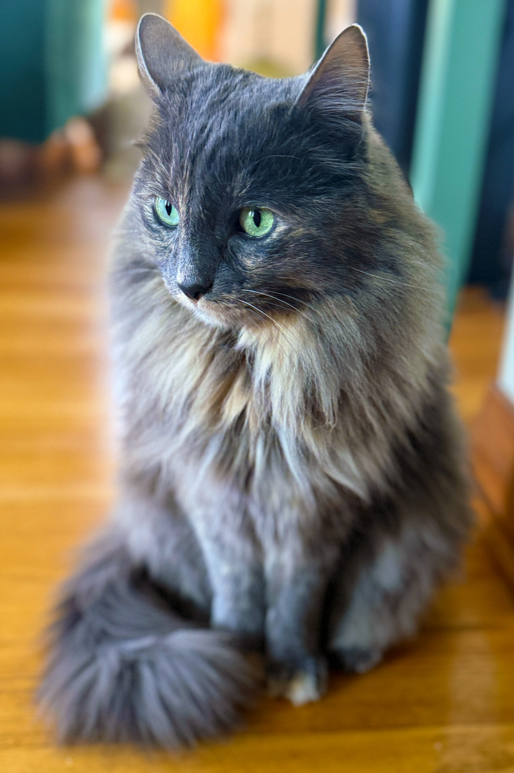 Imagine a cat with a ruff that has FOMO anxiety and needs to be continually validated through pets.