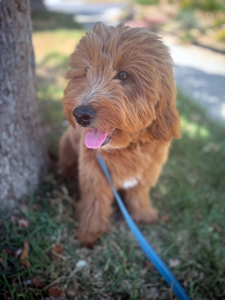 Photo of an incredibly cute dog