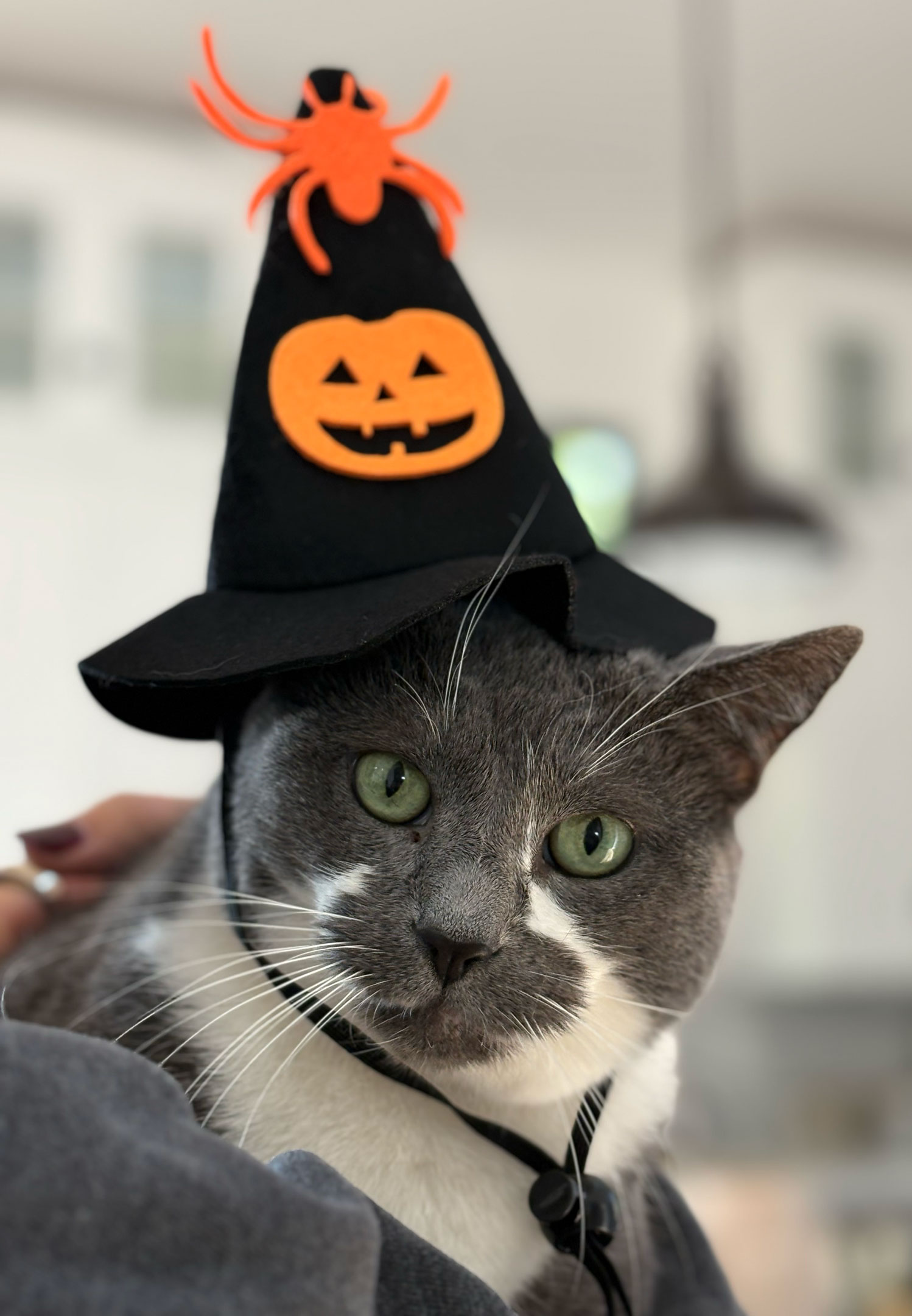 Ruby, a cat, wearing a cute witche's hat for Halloween